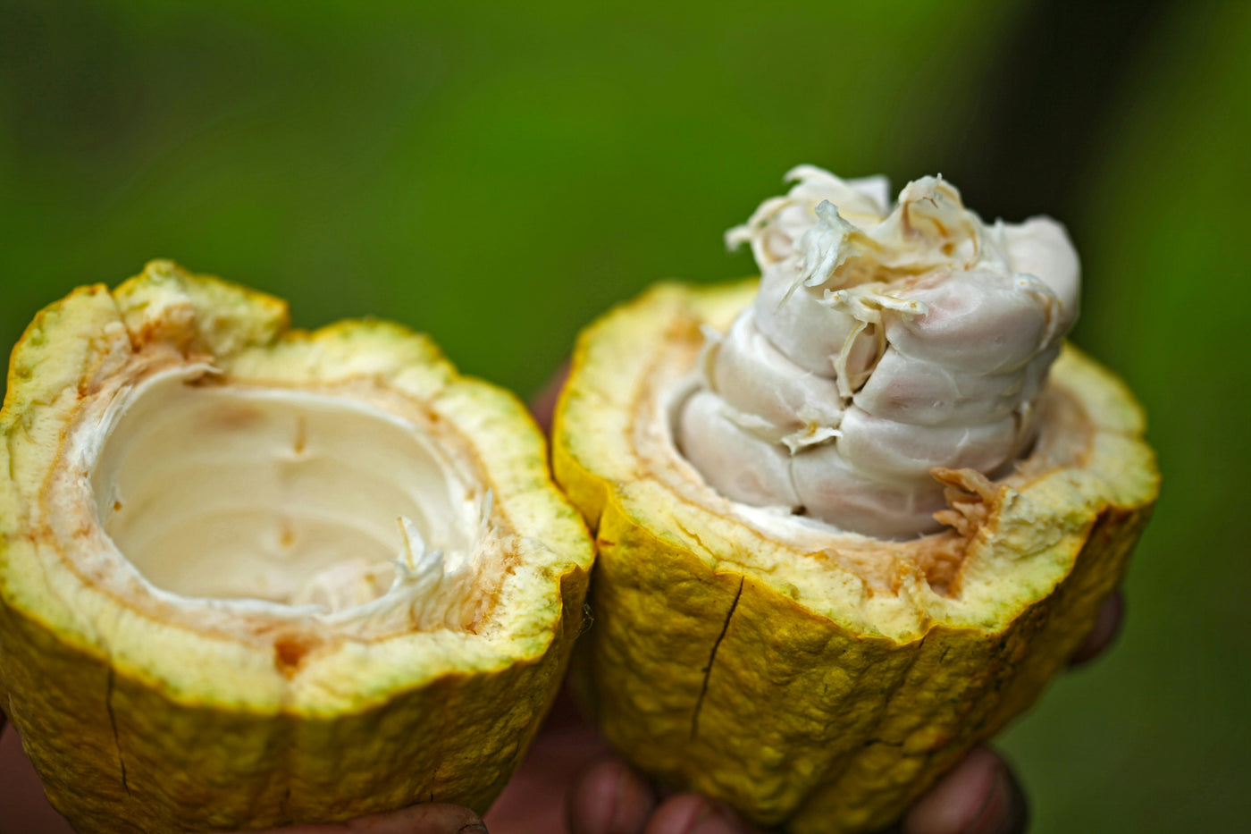 Cacao pods ripening on the tree in Ecuador
